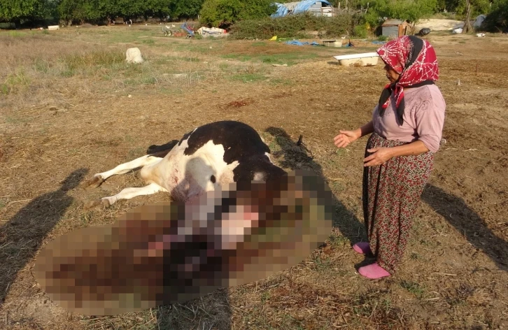 100 bin lira değerindeki Holstein cinsi inek köpekler tarafından telef edildi
