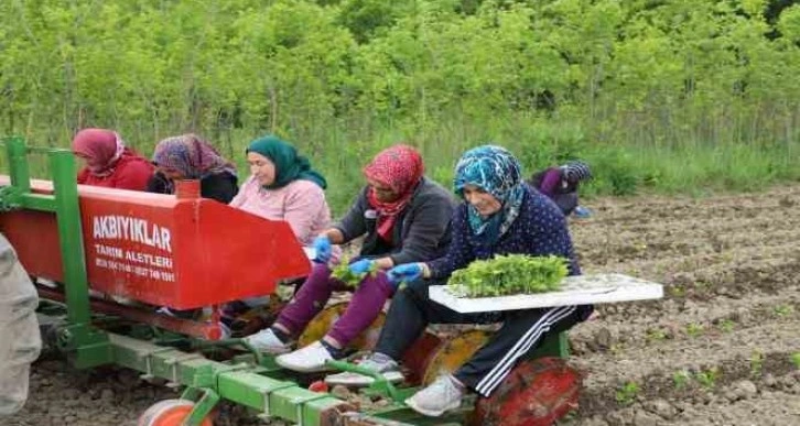 100 dönüm organik sertifikalı tarlada üretim başlattı