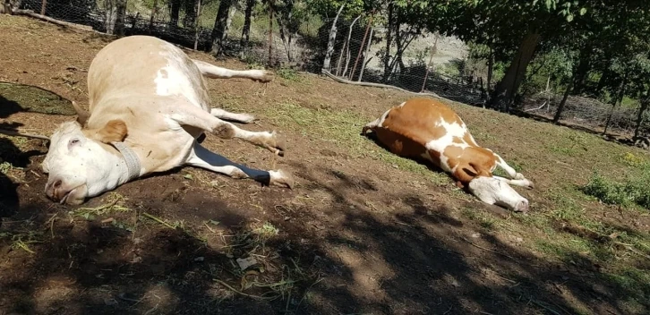 15 gün arayla 5 büyükbaş hayvanı telef oldu
