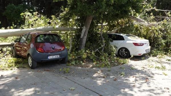 2 asırlık çınar ağacının kırılan dalları, 5 aracın üzerine düştü