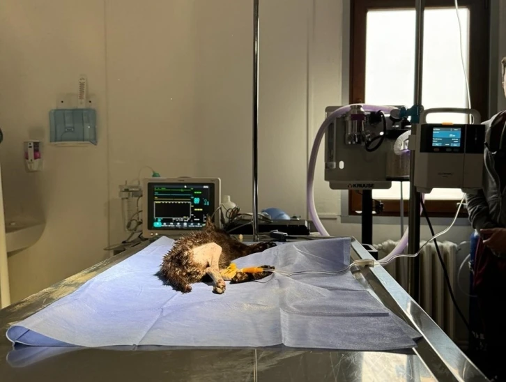 2 aylık kedi başarılı operasyonla hayata tutundu
