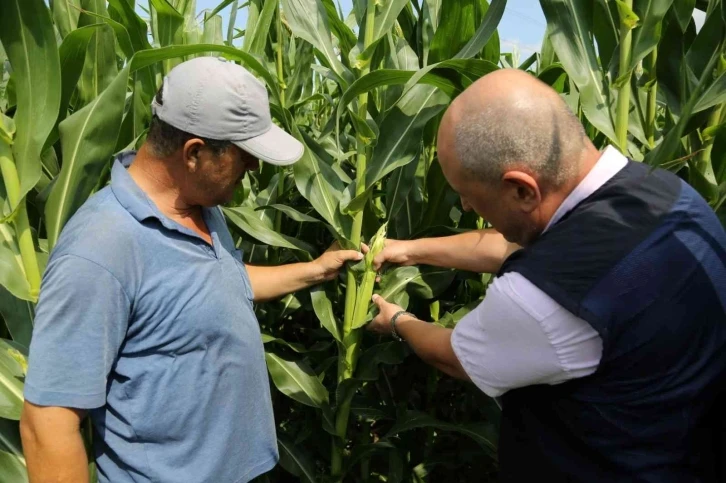 2 bin çiftçiye 120 ton dane mısır desteği
