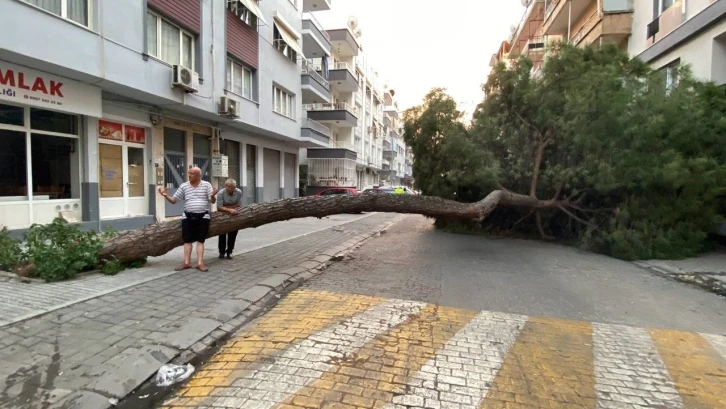 20 metrelik çam ağacı yola devrildi, facianın eşiğinden dönüldü
