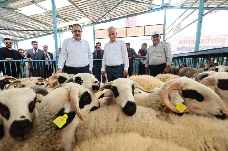 200 aileye 400 damızlık koç ve teke hibe desteği verildi
