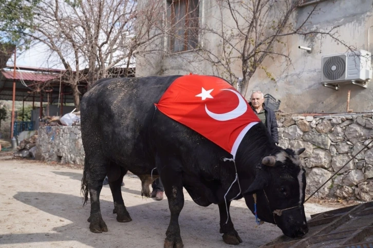 200 bin liraya satıldı, 933,5 kilo karkas et çıktı
