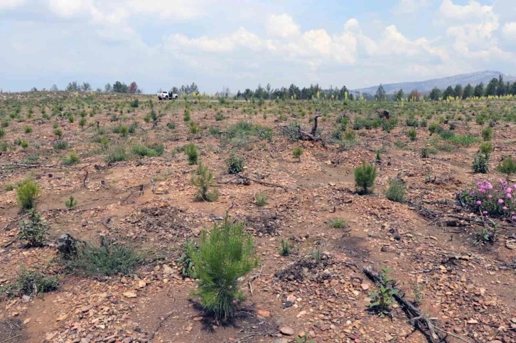 2021 yılında yanan yangın sahaları yeşil dokuya kavuşuyor
