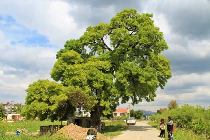 208 yaşındaki ağaç için seferber oldular
