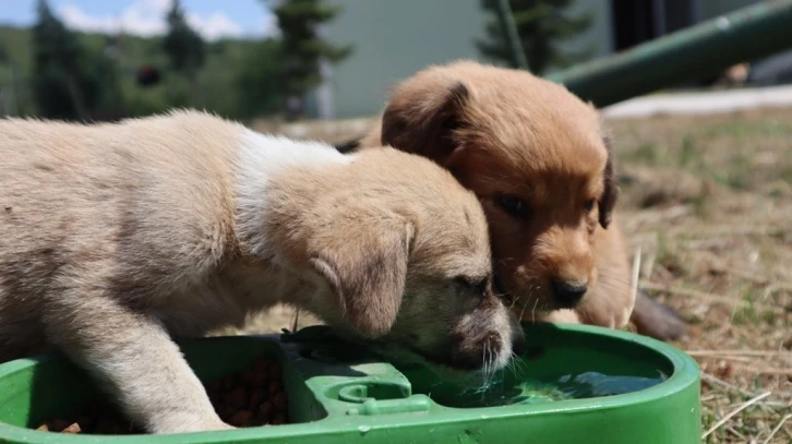 230 köpeğin kısırlaştırılması sağlandı
