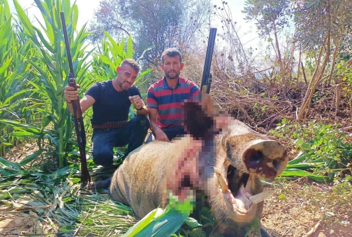 250 kiloluk dev domuz, avcılar tarafından vuruldu
