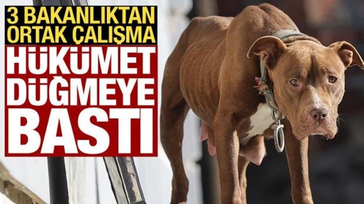 3 bakanlık köpek sorunuyla ilgili harekete geçti