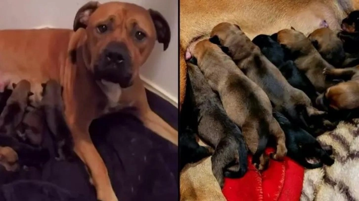 3 yaşındaki köpek, 22 yavru doğurarak ülke rekoru kırdı