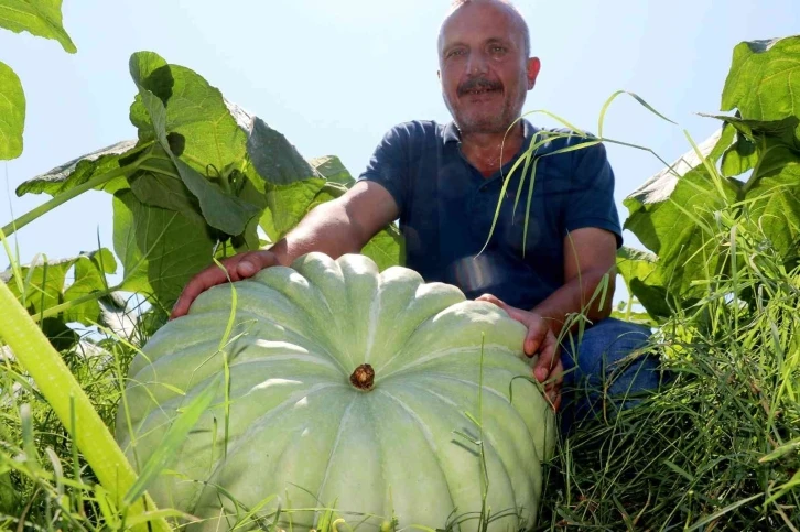 40 ton kabaktan 250 bin TL gelir bekliyor
