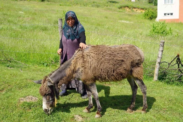 40 yıl önce düğün hediyesi olarak verilen eşek, can yoldaşları oldu
