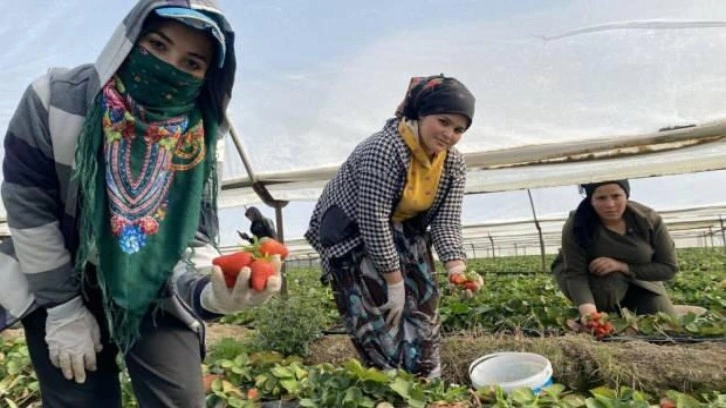 45 gün beklenip 6 ay hasat yapılıyor