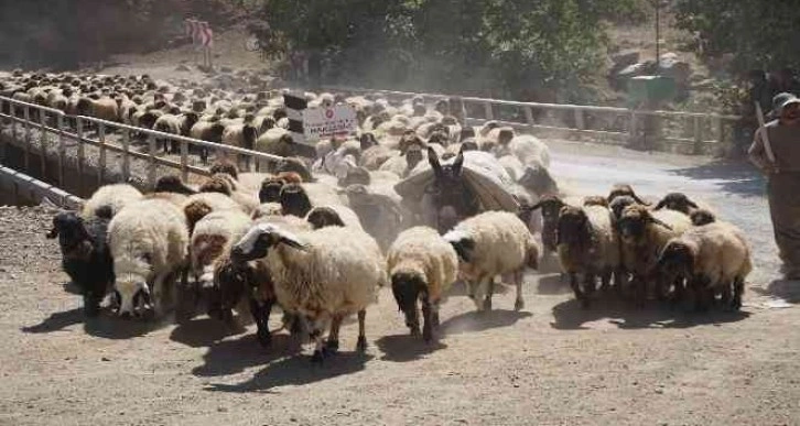 5 aydır yaylada olan göçerler dönüş yolunda