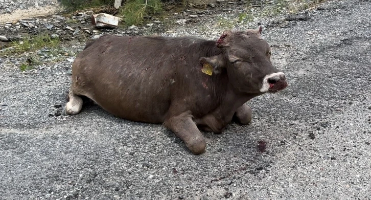 500 metrelik kayalıktan düşen inek ağır yaralandı
