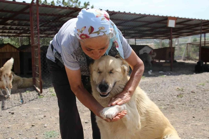 500’ü aşkın köpeğe barınakta bakan ’İnci anne’ hayırseverlerden yardım istiyor
