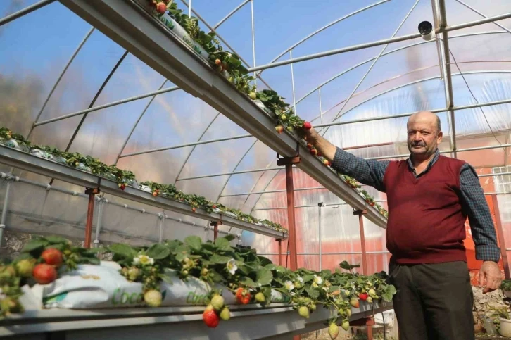 60 metrekarelik serada deneme amaçlı çilek eken depremzede çiftçi, mahsul almayı başardı
