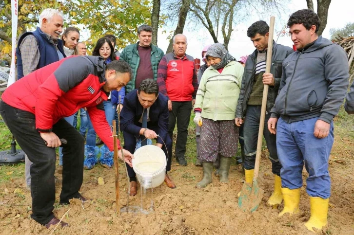 7 bin Kestane ve Trabzon Hurması fidanı dağıtıldı
