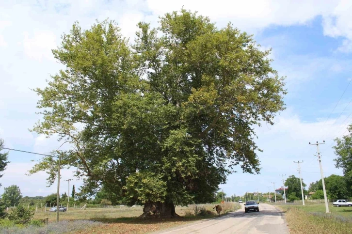 700 yıldır dimdik ayakta
