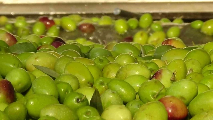 735 bin ton sofralık zeytin üretimi ile dünya rekoru Türkiye’nin
