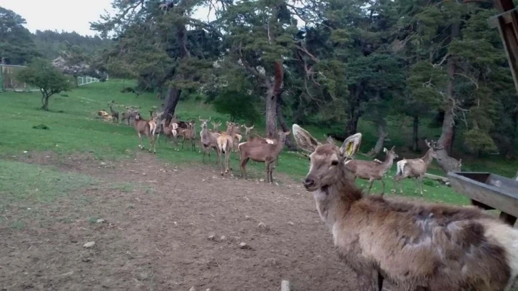 8 geyik üretilerek doğaya salındı
