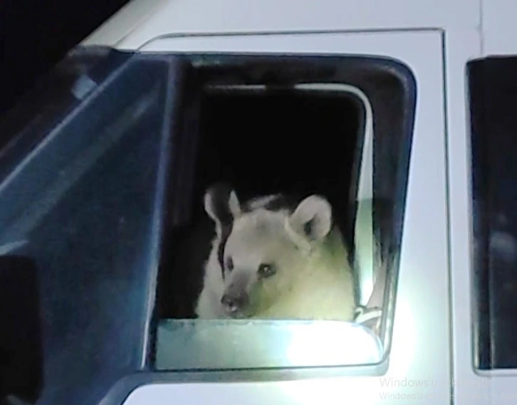 Aç kalan ayılar minibüsün içine girerek yiyecek aradı
