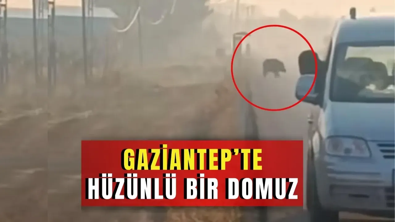 Aç kalan domuzlar Gaziantep'e indi!