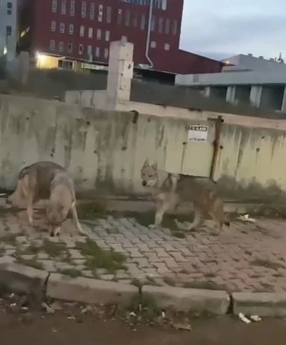 Aç kalan kurtlar İstanbul’da şehir merkezine indi
