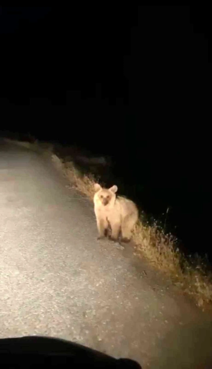 Aç kalan yavru ayı köye indi
