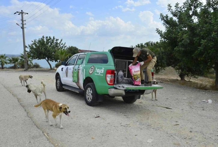 Adana’da 132 yasaklı ırk köpeğe el konuldu
