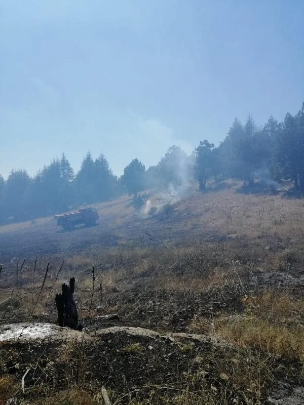 Adana'da anız yangını ormana sıçradı/ Ek Fotoğraflar