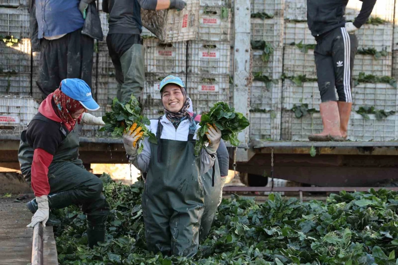 Adana’da ıspanak hasadına başlandı
