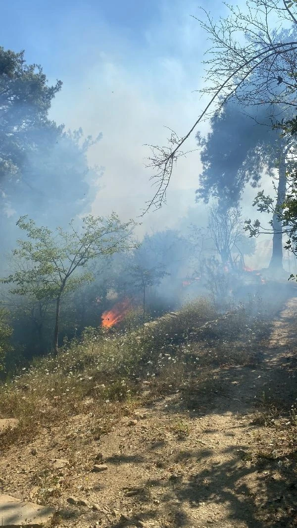 Adana'nın 2 ilçesinde orman yangını