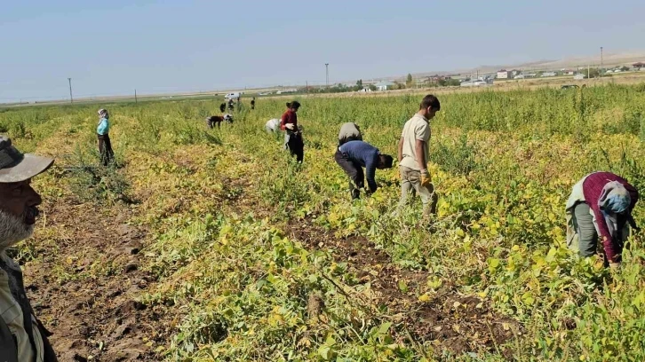 Adilcevaz’da fasulye hasadı başladı
