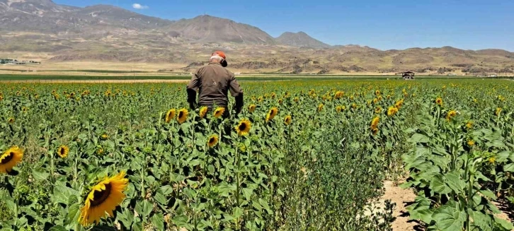 Adilcevaz’da sulu tarım
