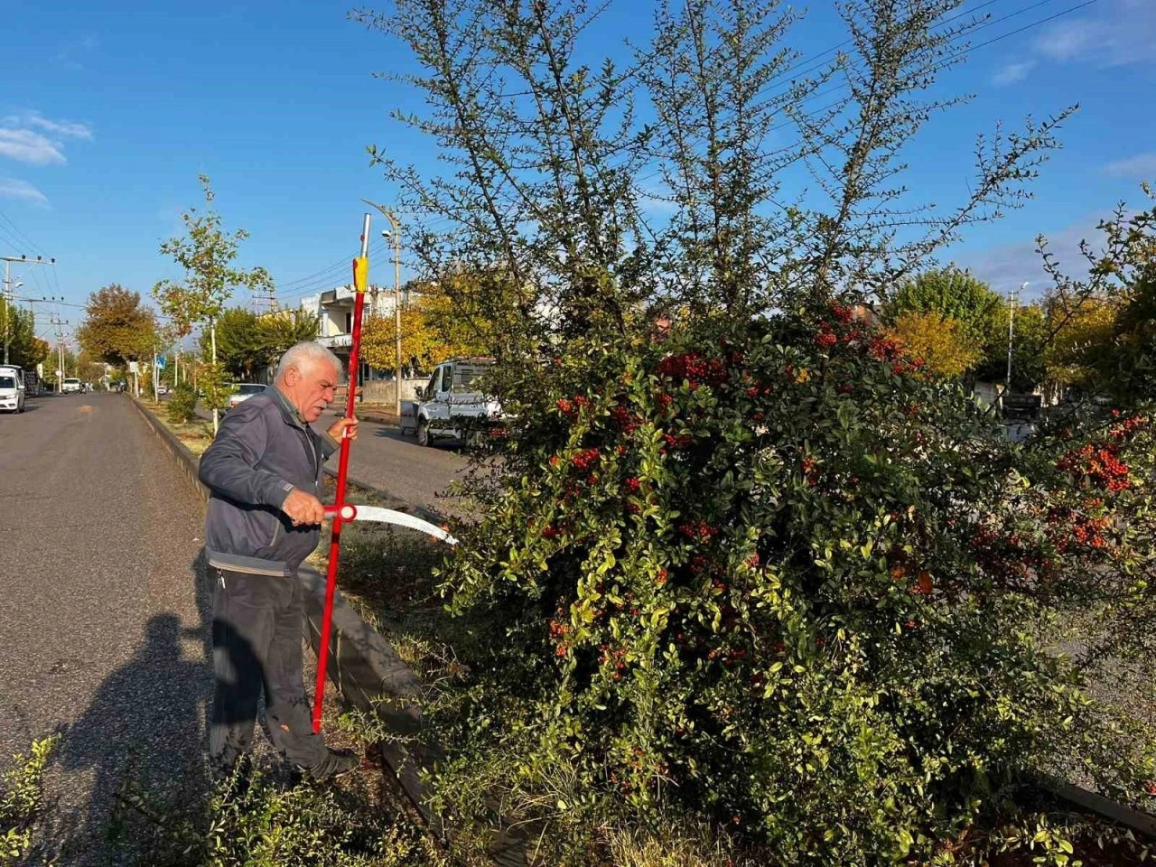 Adıyaman Belediyesinden kapsamlı ağaç budaması