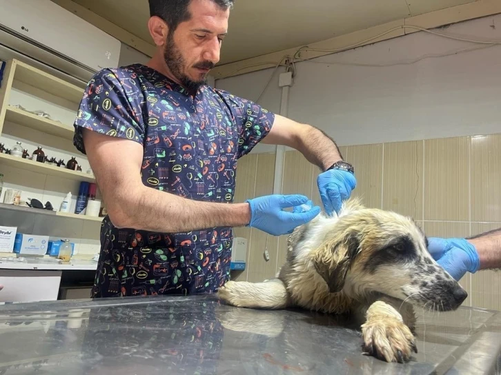 Adıyaman’da yaralı köpek tedavi altına alındı
