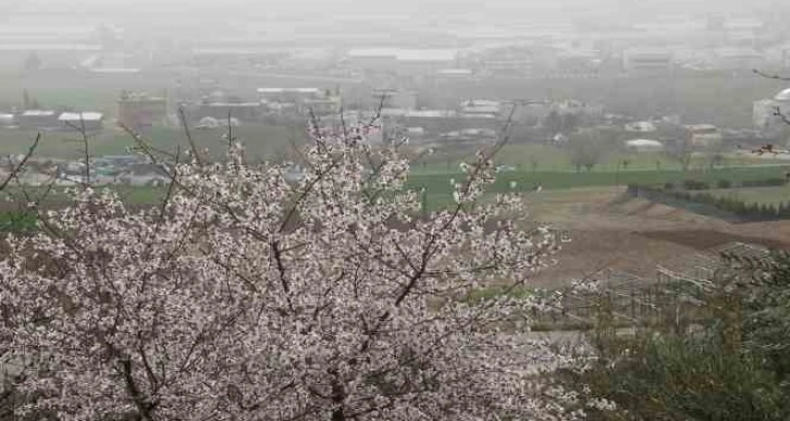 Adıyaman’da ağaçlar hüzne çiçek açtı