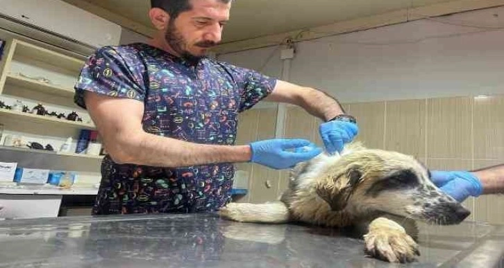 Adıyaman’da yaralı köpek tedavi altına alındı