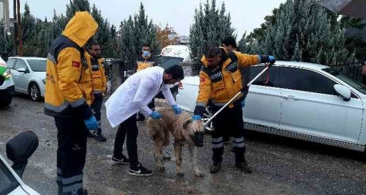 Adıyaman’daki kuduz vakasının ardından sokak hayvanlarına aşılama başladı