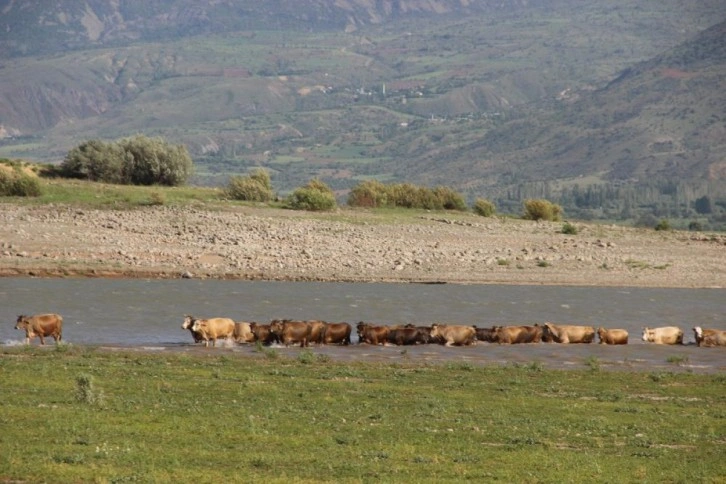 Afrika çöllerini aratmıyordu, şimdiyse kamelyalar sular altında kaldı