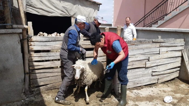 Afyonkarahisar’da küçükbaş hayvanlar aşılandı
