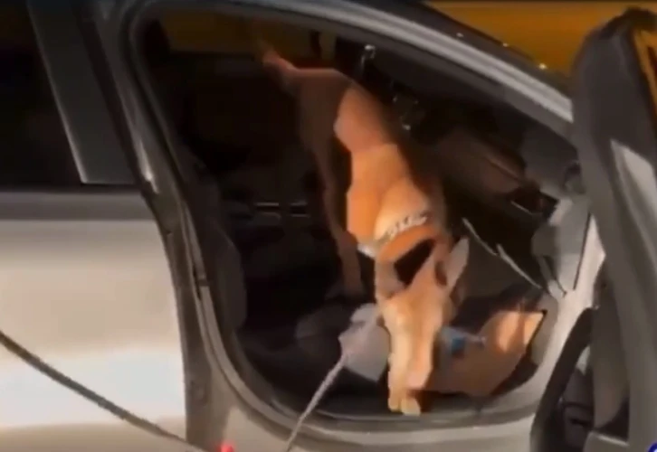Afyonkarahisar Emniyeti’nde görevli narkotik köpeği "Coo" ayın birincisi seçildi
