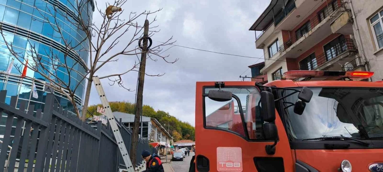 Ağaçta mahsur kalan kediyi ekipler kurtardı
