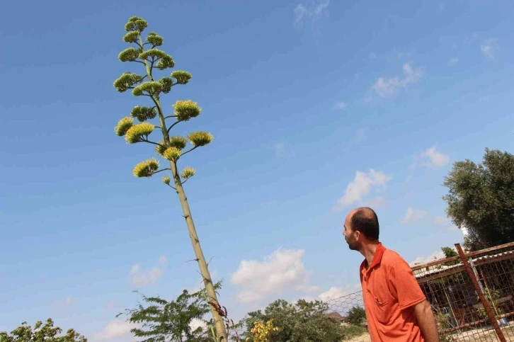 Agave bitkisi 30 yıl sonra çiçek açtı
