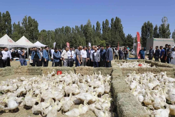 Ağrı’da 5 bin adet kaz palazı üreticiye dağıtıldı
