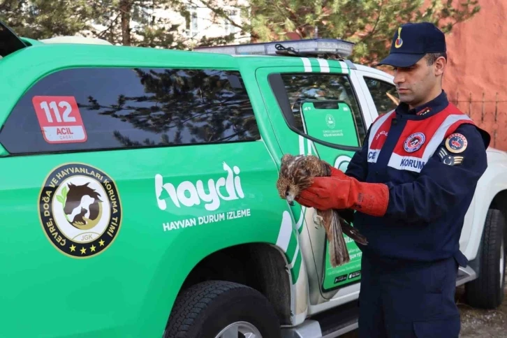 Ağrı’da yaralı halde bulunan şahin tedavi altına alındı
