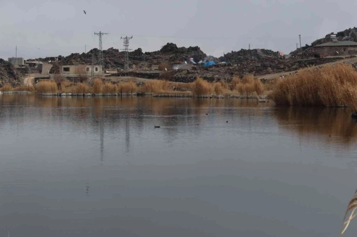 Ağrı Dağı Milli Parkı, kuşlara kışın da ev sahipliği yapıyor
