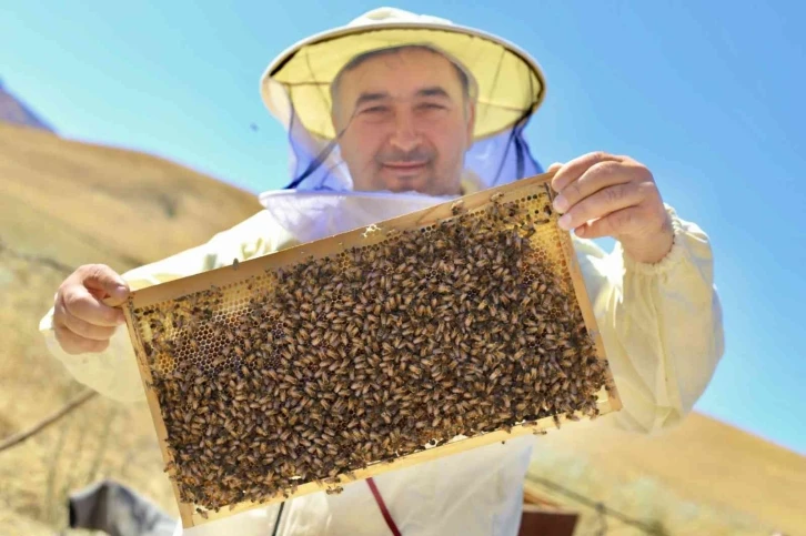 Ağrılı arıcıların “tatlı” hasat telaşı başladı
